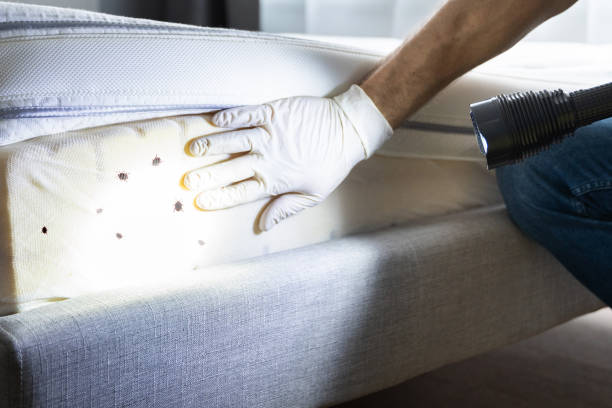 Best Termite Control Services  in Arcadia, FL